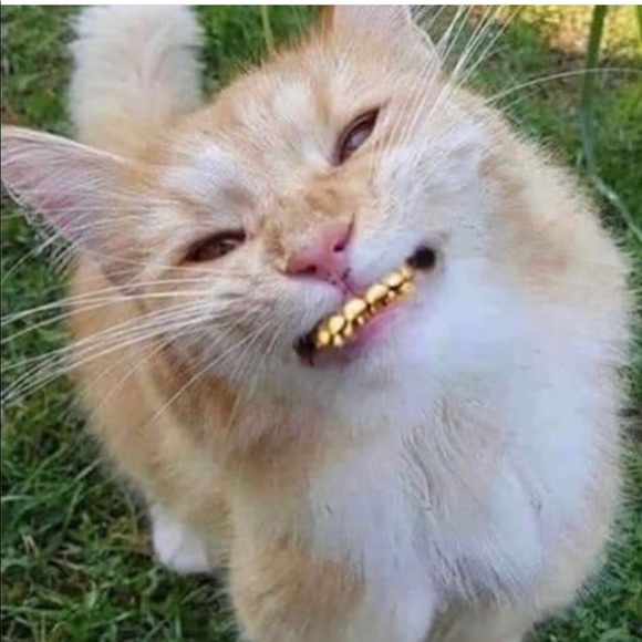 Meet your Posher, Bernabe - Picture 1 of 1